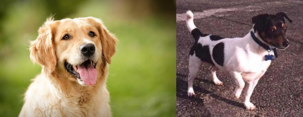 Teddy Roosevelt Terrier vs Golden Retriever - Breed Comparison