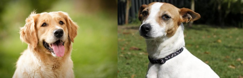 Tenterfield Terrier vs Golden Retriever - Breed Comparison
