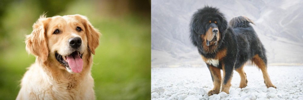 Tibetan Mastiff vs Golden Retriever - Breed Comparison