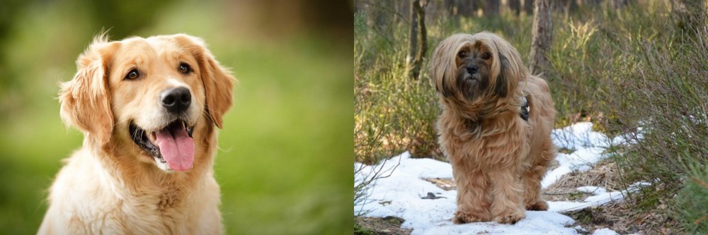 Tibetan Terrier vs Golden Retriever - Breed Comparison