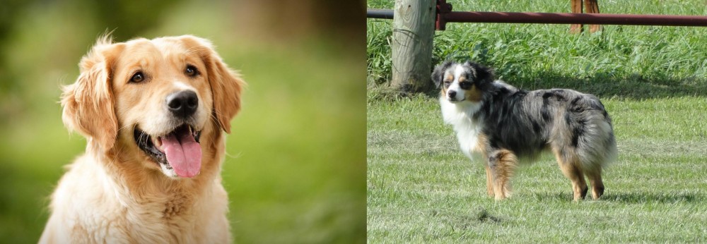 Toy Australian Shepherd vs Golden Retriever - Breed Comparison