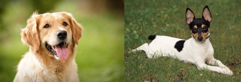 Toy Fox Terrier vs Golden Retriever - Breed Comparison