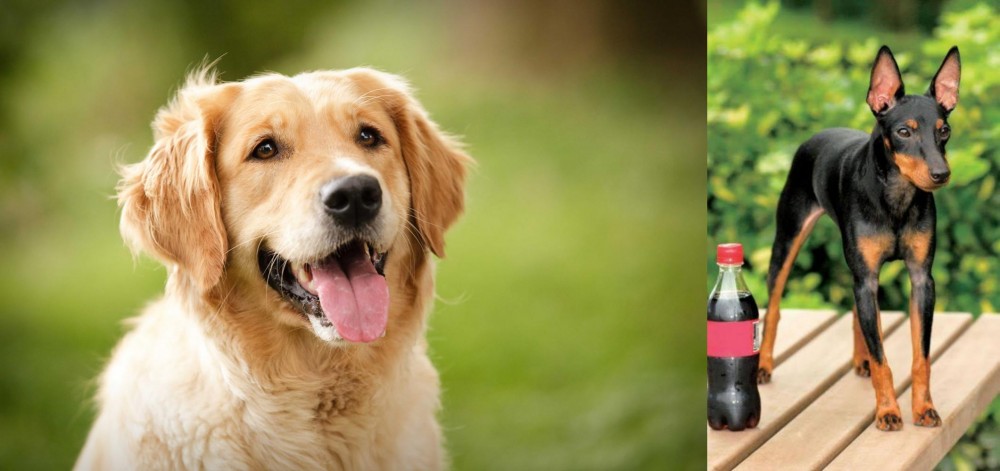 Toy Manchester Terrier vs Golden Retriever - Breed Comparison