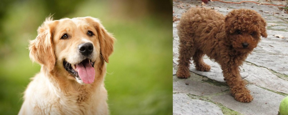 Toy Poodle vs Golden Retriever - Breed Comparison