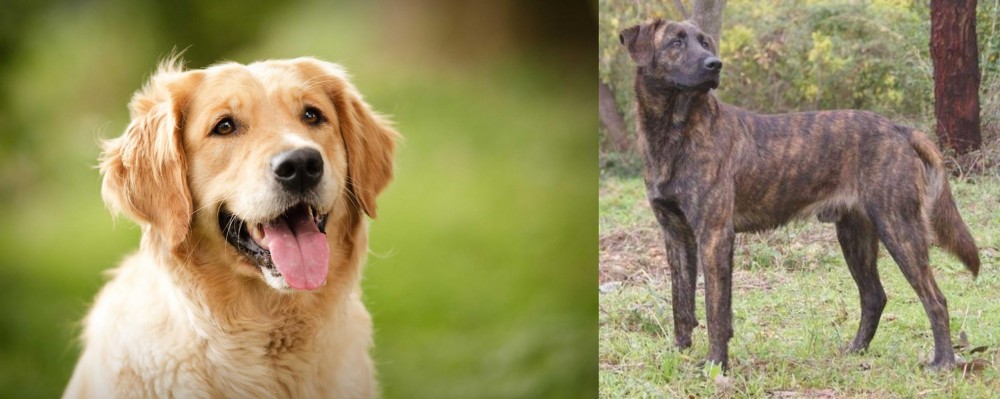 Treeing Tennessee Brindle vs Golden Retriever - Breed Comparison