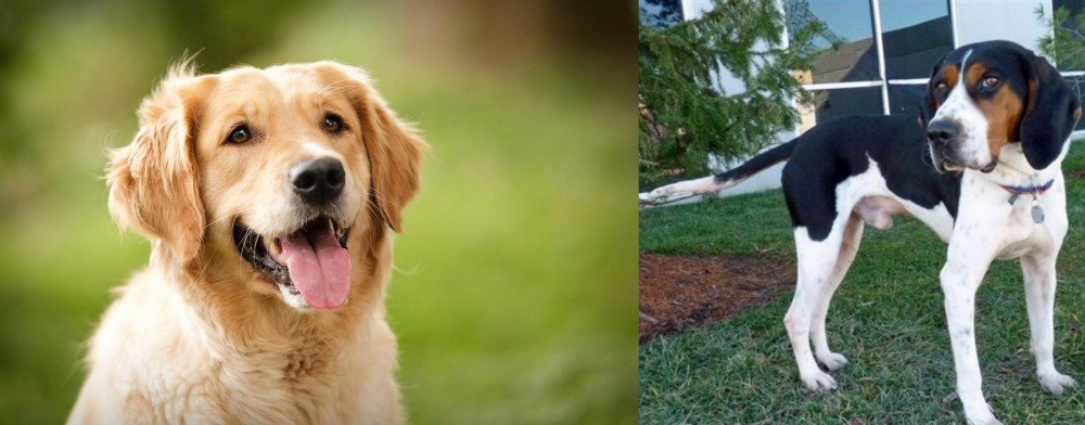 Treeing Walker Coonhound vs Golden Retriever - Breed Comparison