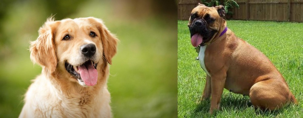 Valley Bulldog vs Golden Retriever - Breed Comparison
