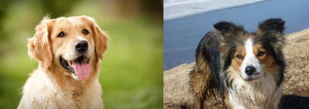 Welsh Sheepdog vs Golden Retriever - Breed Comparison