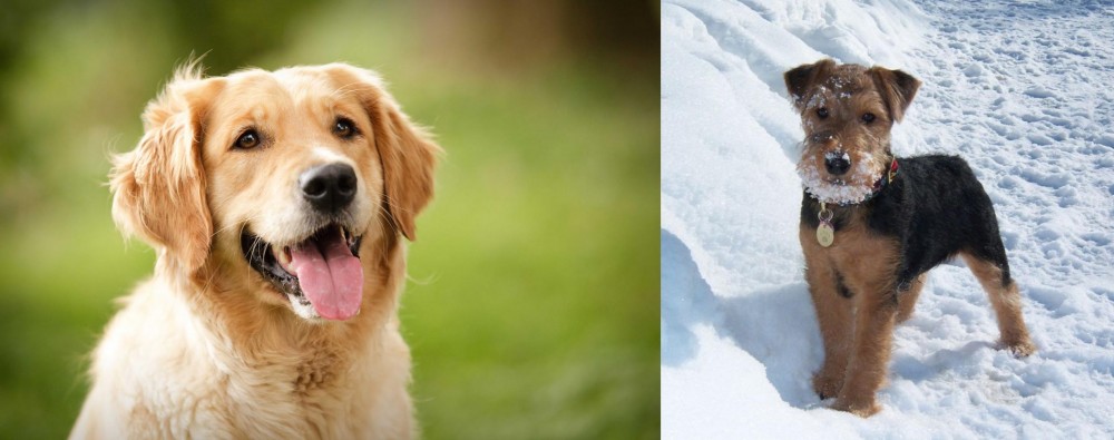 Welsh Terrier vs Golden Retriever - Breed Comparison