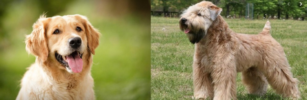 Wheaten Terrier vs Golden Retriever - Breed Comparison