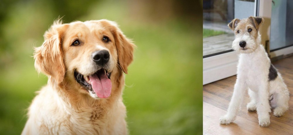 Wire Fox Terrier vs Golden Retriever - Breed Comparison
