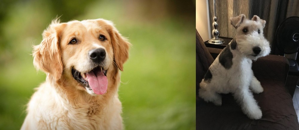 Wire Haired Fox Terrier vs Golden Retriever - Breed Comparison