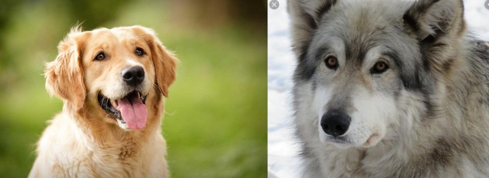 Wolfdog vs Golden Retriever - Breed Comparison