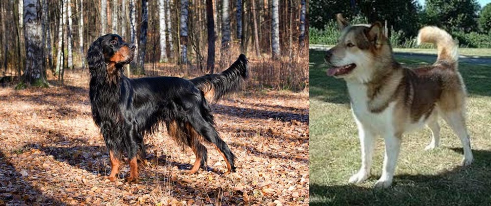 Greenland Dog vs Gordon Setter - Breed Comparison