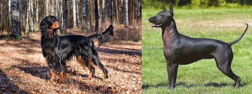 Hairless Khala vs Gordon Setter - Breed Comparison