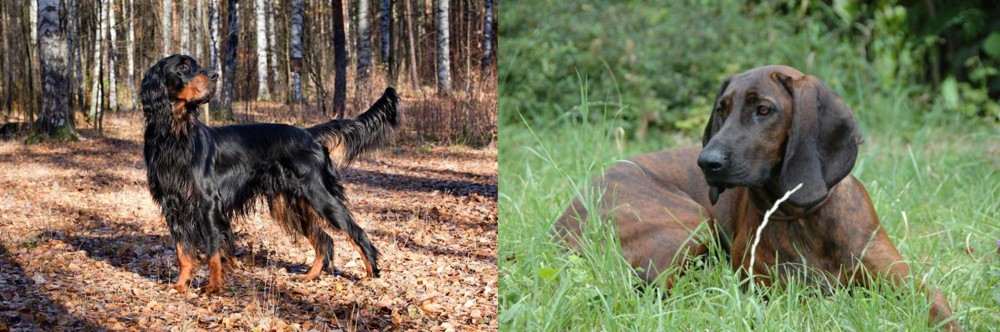 Hanover Hound vs Gordon Setter - Breed Comparison