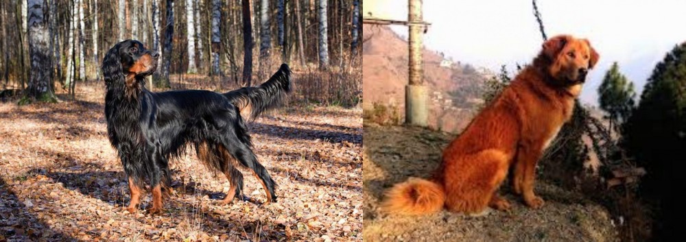 Himalayan Sheepdog vs Gordon Setter - Breed Comparison