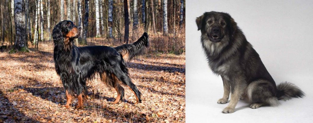 Istrian Sheepdog vs Gordon Setter - Breed Comparison