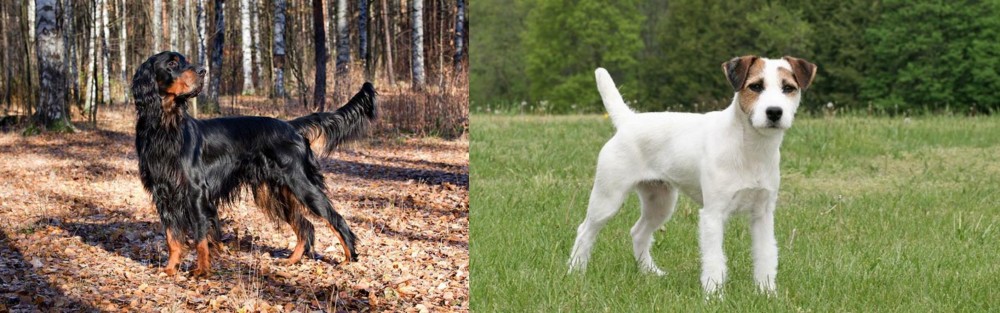 Jack Russell Terrier vs Gordon Setter - Breed Comparison