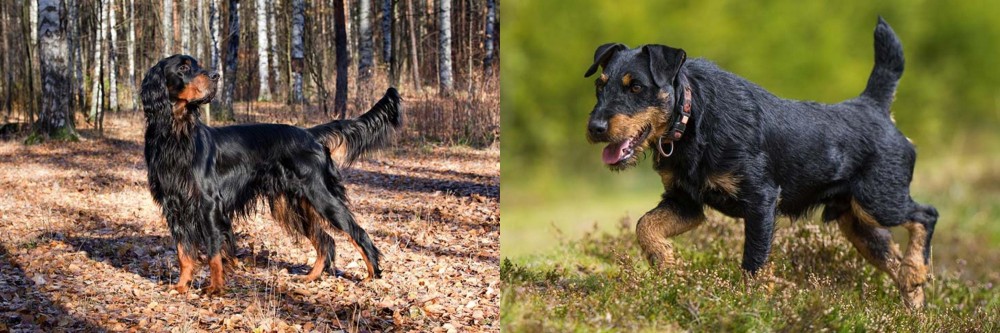 Jagdterrier vs Gordon Setter - Breed Comparison