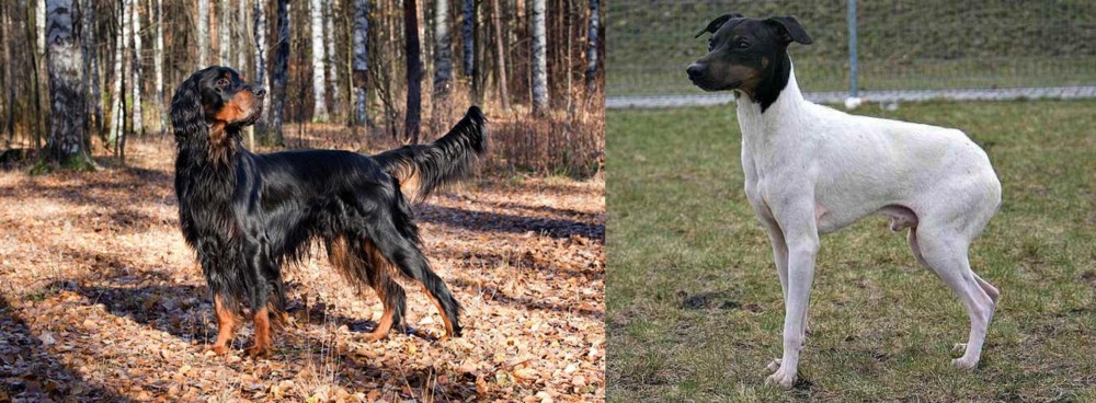 Japanese Terrier vs Gordon Setter - Breed Comparison