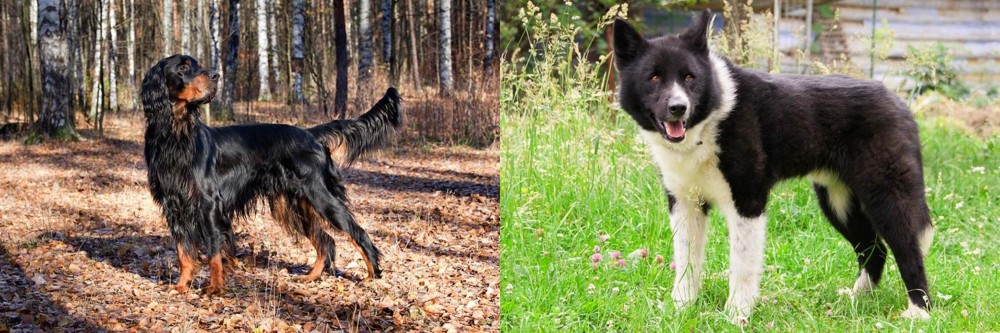 Karelian Bear Dog vs Gordon Setter - Breed Comparison