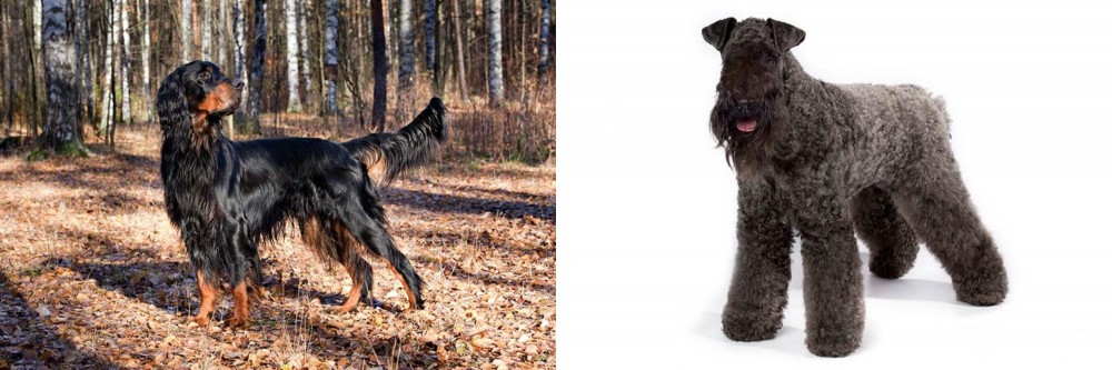 Kerry Blue Terrier vs Gordon Setter - Breed Comparison