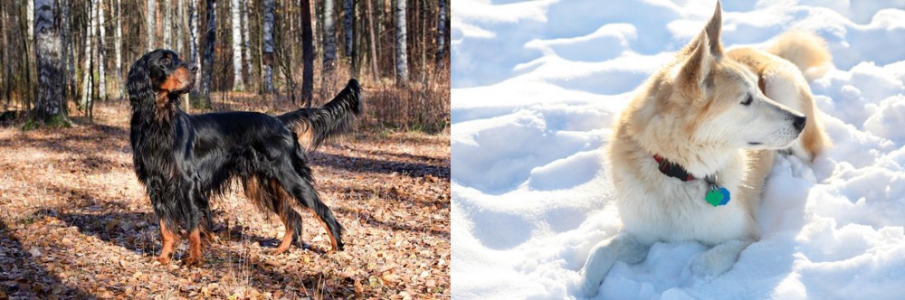 Labrador Husky vs Gordon Setter - Breed Comparison