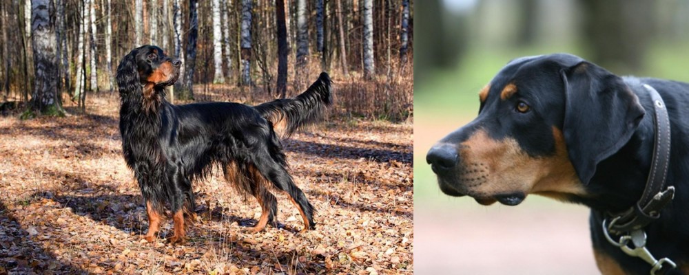 Lithuanian Hound vs Gordon Setter - Breed Comparison