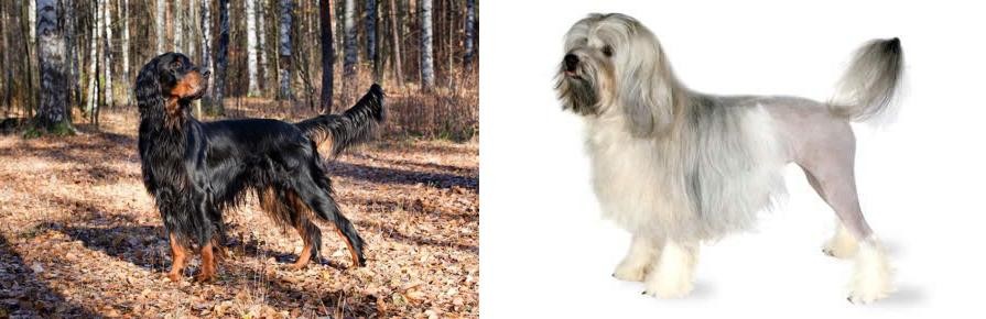 Lowchen vs Gordon Setter - Breed Comparison