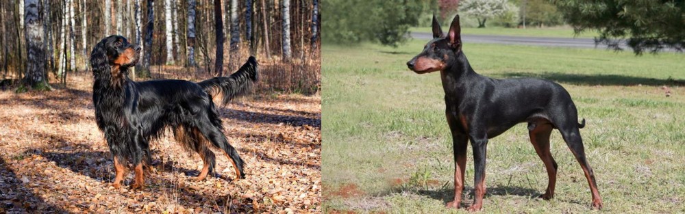 Manchester Terrier vs Gordon Setter - Breed Comparison
