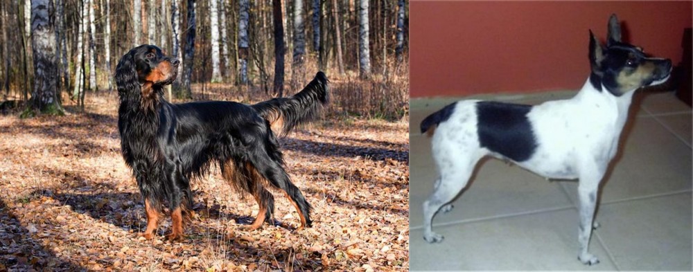 Miniature Fox Terrier vs Gordon Setter - Breed Comparison