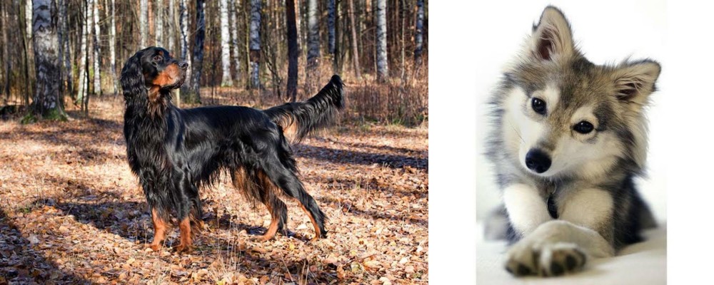 Miniature Siberian Husky vs Gordon Setter - Breed Comparison