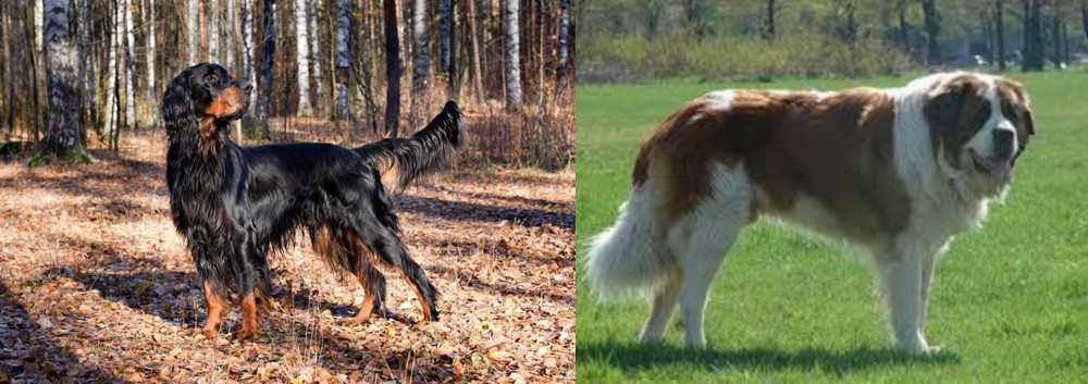 Moscow Watchdog vs Gordon Setter - Breed Comparison