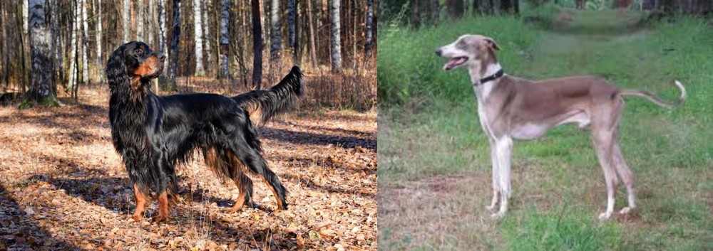 Mudhol Hound vs Gordon Setter - Breed Comparison