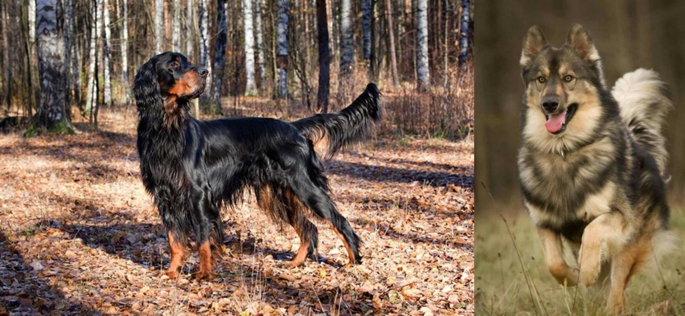 Native American Indian Dog vs Gordon Setter - Breed Comparison