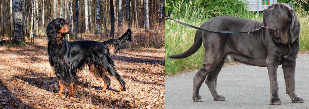 Neapolitan Mastiff vs Gordon Setter - Breed Comparison