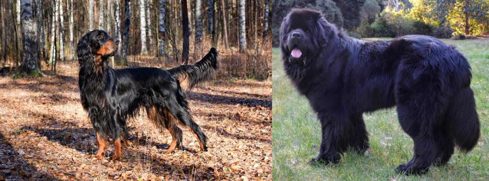Newfoundland Dog vs Gordon Setter - Breed Comparison