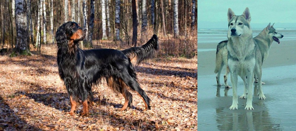 Northern Inuit Dog vs Gordon Setter - Breed Comparison