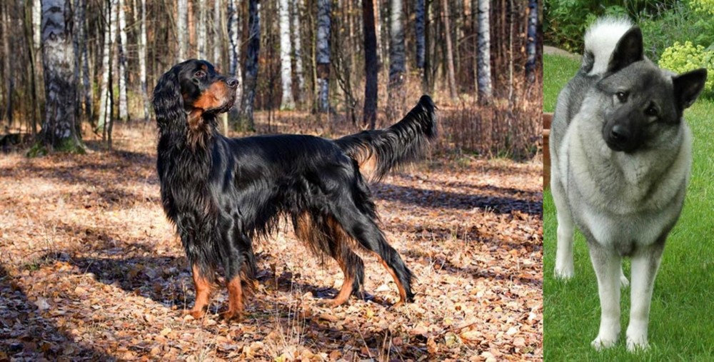 Norwegian Elkhound vs Gordon Setter - Breed Comparison