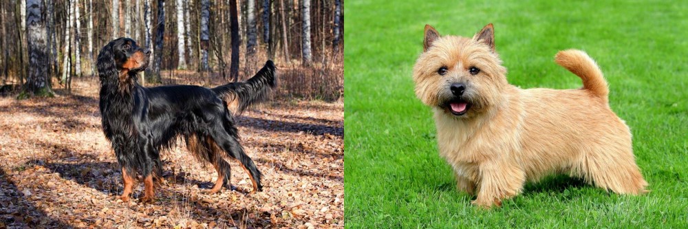 Norwich Terrier vs Gordon Setter - Breed Comparison