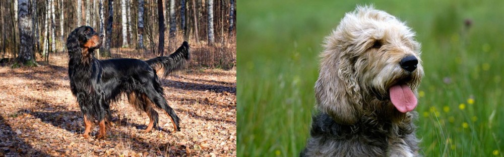 Otterhound vs Gordon Setter - Breed Comparison