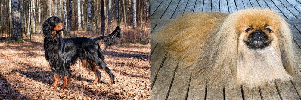Pekingese vs Gordon Setter - Breed Comparison