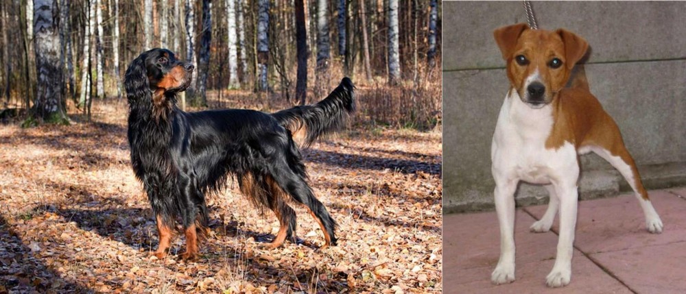 Plummer Terrier vs Gordon Setter - Breed Comparison
