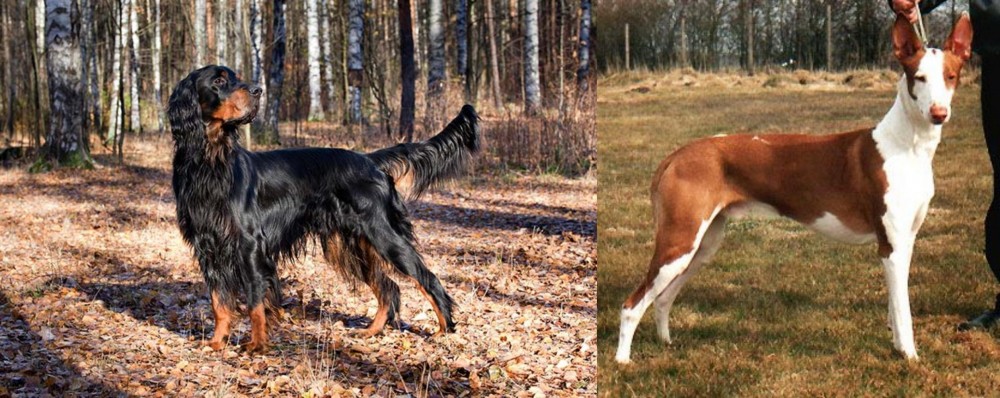 Podenco Canario vs Gordon Setter - Breed Comparison
