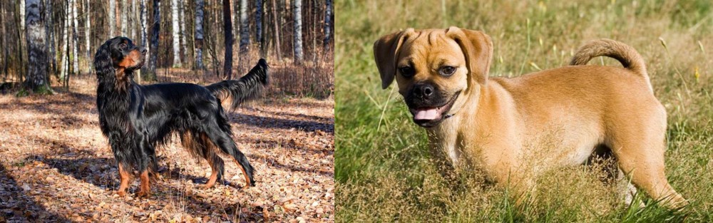 Puggle vs Gordon Setter - Breed Comparison