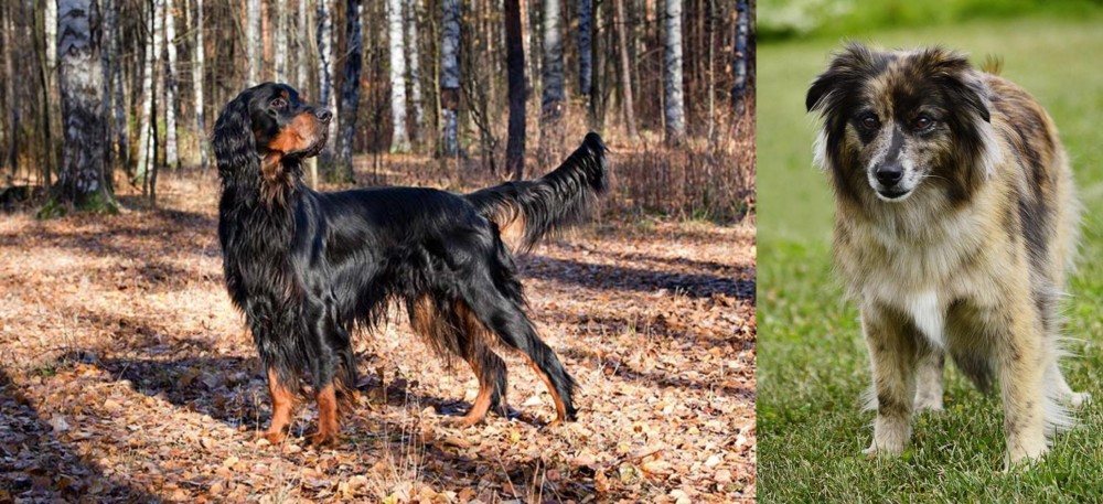 Pyrenean Shepherd vs Gordon Setter - Breed Comparison
