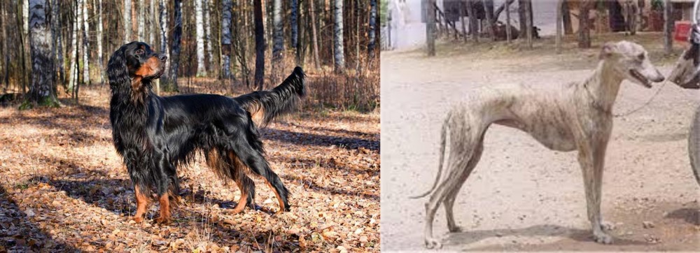 Rampur Greyhound vs Gordon Setter - Breed Comparison