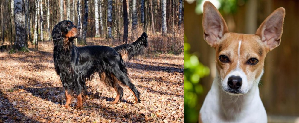Rat Terrier vs Gordon Setter - Breed Comparison