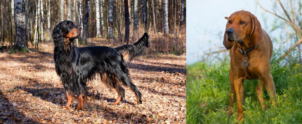 Redbone Coonhound vs Gordon Setter - Breed Comparison